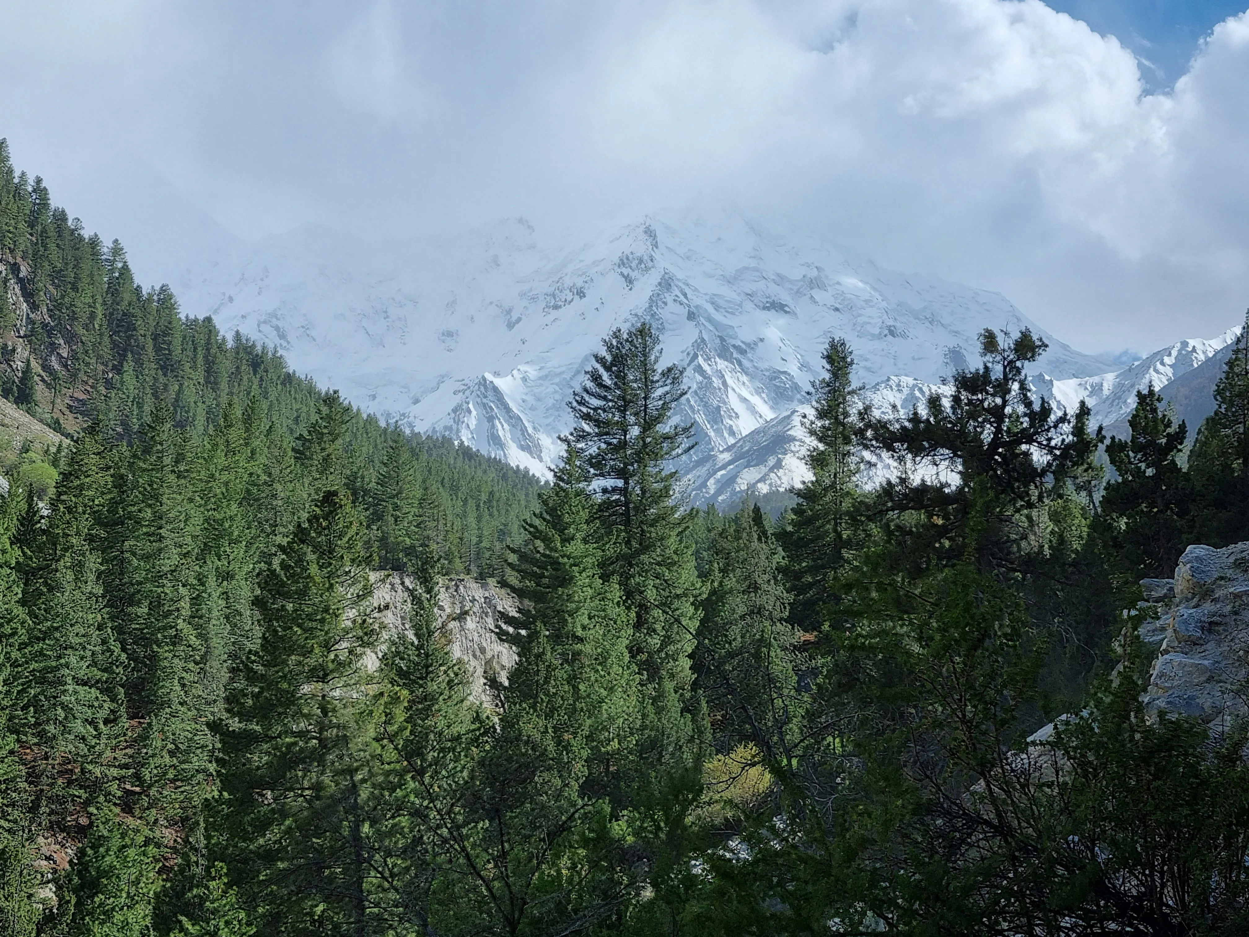 Nanga Parbat rising behind a dense pine forest